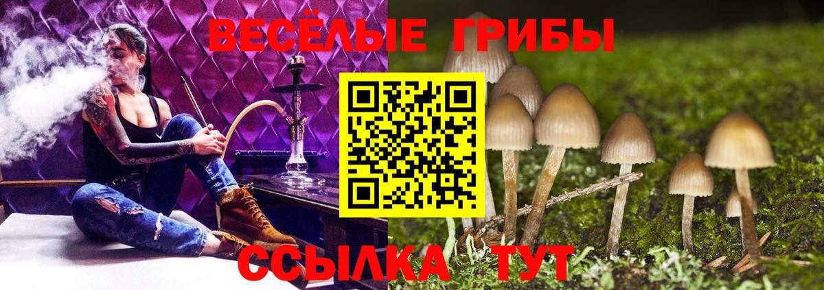 что такое   Вход с VPN  Краснокаменск  Псилоцибиновые грибы Psilocybe 